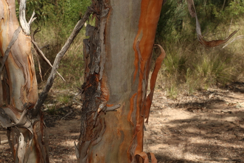 Image of Eucalyptus bakeri by (c) Greg Tasney, some rights reserved (CC BY-SA)