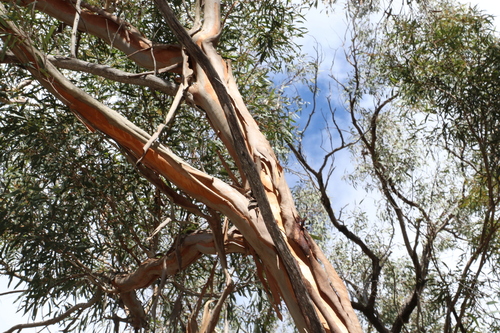 Image of Eucalyptus bakeri by (c) Greg Tasney, some rights reserved (CC BY-SA)