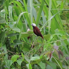 White-Capped Munia photo 2