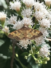 Diacme elealis