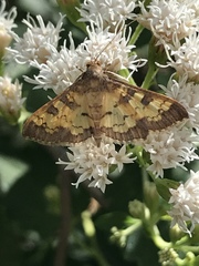 Diacme elealis