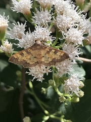 Diacme elealis