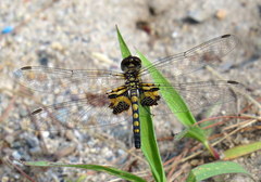 Celithemis martha