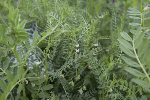 Vicia ervilia, photograph 5