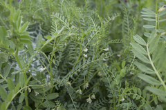 Vicia ervilia, photograph (c) Tim Johnson, some rights reserved (CC BY)