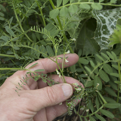 Vicia ervilia, photograph (c) Tim Johnson, some rights reserved (CC BY)