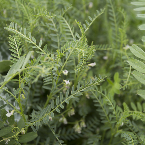 Vicia ervilia, photograph 3