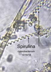 Spirulina