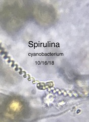 Spirulina