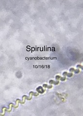 Spirulina