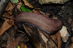 Limax dacampi