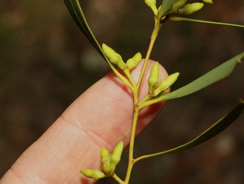 Image of Eucalyptus bakeri by (c) Greg Tasney, some rights reserved (CC BY-SA)