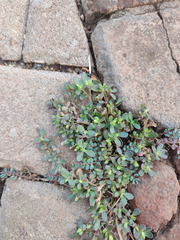 Portulaca oleracea image