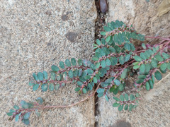 Euphorbia prostrata image