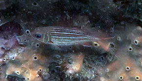 Dusky squirrelfish (Sargocentron vexillarium) — Holocentridae — 5