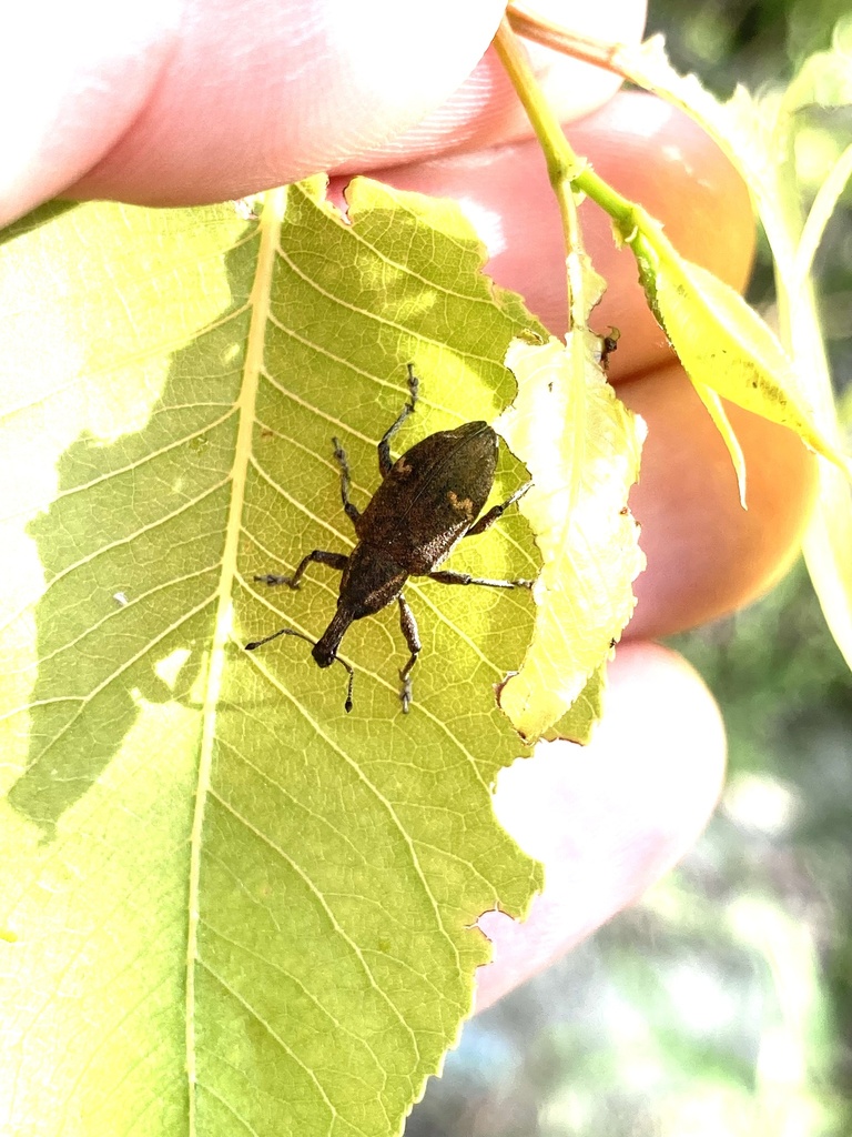 Lepyrus japonicus from 県道162号, 名古屋市西区, 愛知県, JP on April 23, 2023 at 04: ...