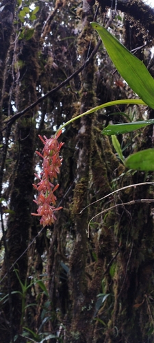 Epidendrum corallinum Hágsater