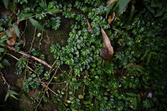 Elatostema obtusum trilobulatum