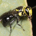 Honey-headed Masked Bee - Photo (c) Ron Greer, some rights reserved (CC BY-NC), uploaded by Ron Greer