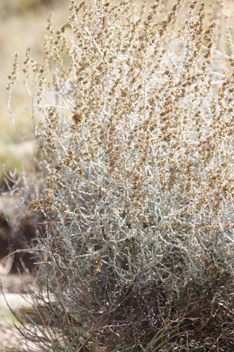 Image of Seriphium vulgare by (c) Tony Rebelo, some rights reserved (CC BY-SA)