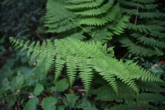 Acystopteris tenuisecta