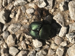 Phanaeus texensis