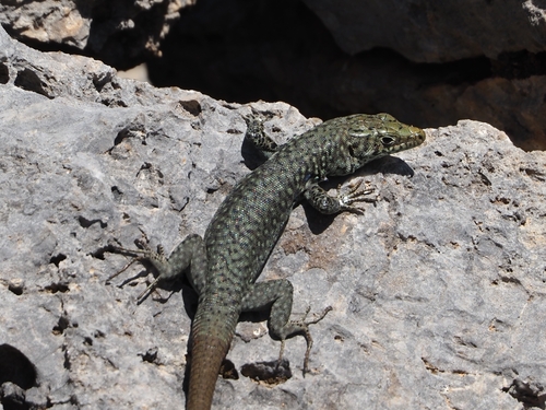 Greek Rock Lizard, photo 6 of 10