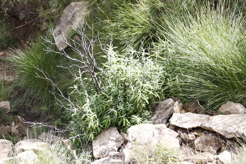 Buddleja loricata, photograph 3