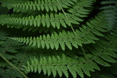 Dryopteris peranema