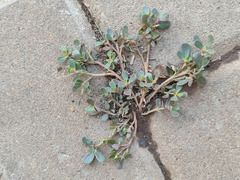 Portulaca oleracea image