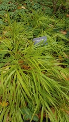 Hakonechloa