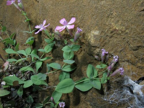 Petrocoptis grandiflora, photograph 1