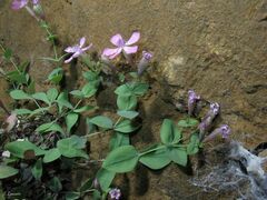 author not stated, no rights reserved Petrocoptis grandiflora, photograph author not stated, no rights reserved