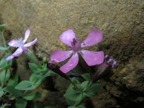 Petrocoptis grandiflora, photograph 2