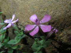 author not stated, no rights reserved Petrocoptis grandiflora, photograph author not stated, no rights reserved