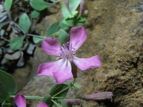 Petrocoptis grandiflora, photograph 3