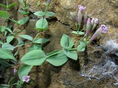 author not stated, no rights reserved Petrocoptis grandiflora, photograph author not stated, no rights reserved