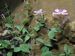 author not stated, no rights reserved Petrocoptis grandiflora, photograph author not stated, no rights reserved