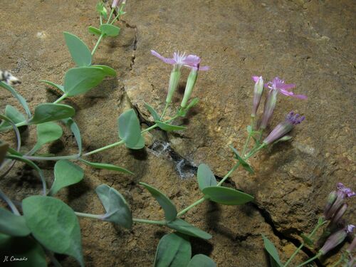 Petrocoptis grandiflora, photograph 6