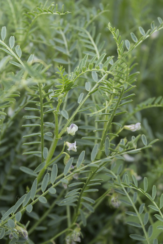 Vicia ervilia, photograph 4