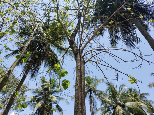 Trincomalee wood (Berrya cordifolia)