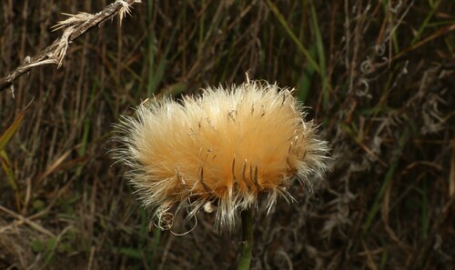 Image of Rhaponticum australe by (c) Greg Tasney, some rights reserved (CC BY-SA)