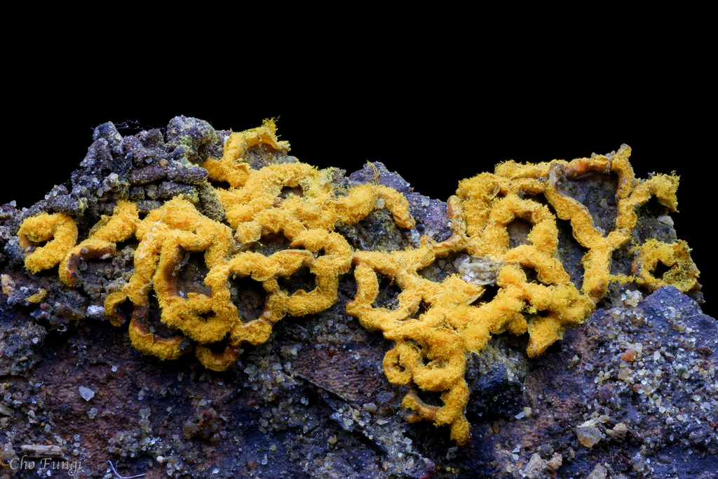 Pretzel slime mold from 111台灣台北市士林區台北市士林區 on March 14, 2023 at 06:25 PM ...