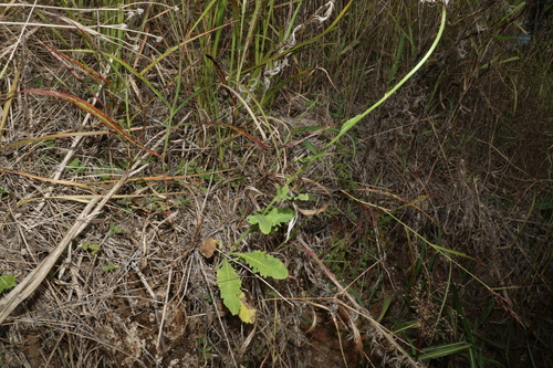 Image of Austral Cornflower (Rhaponticum australe) by (c) Greg Tasney, some rights reserved (CC BY-SA)