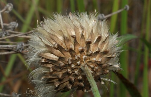 Image of Austral Cornflower (Rhaponticum australe) by (c) Greg Tasney, some rights reserved (CC BY-SA)