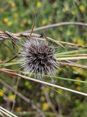Echinops sphaerocephalus
