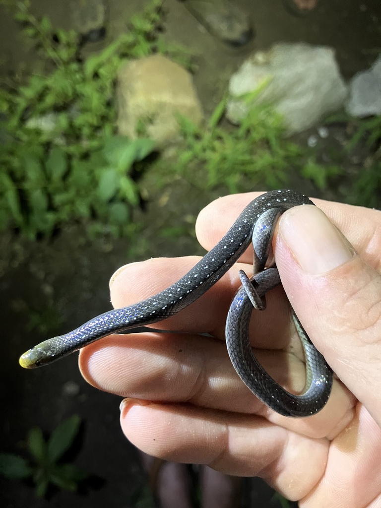 Prosymnidae