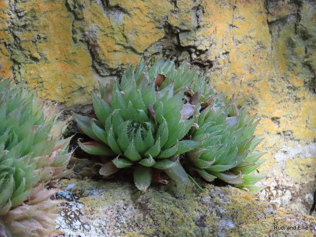 Imagem de Haworthia