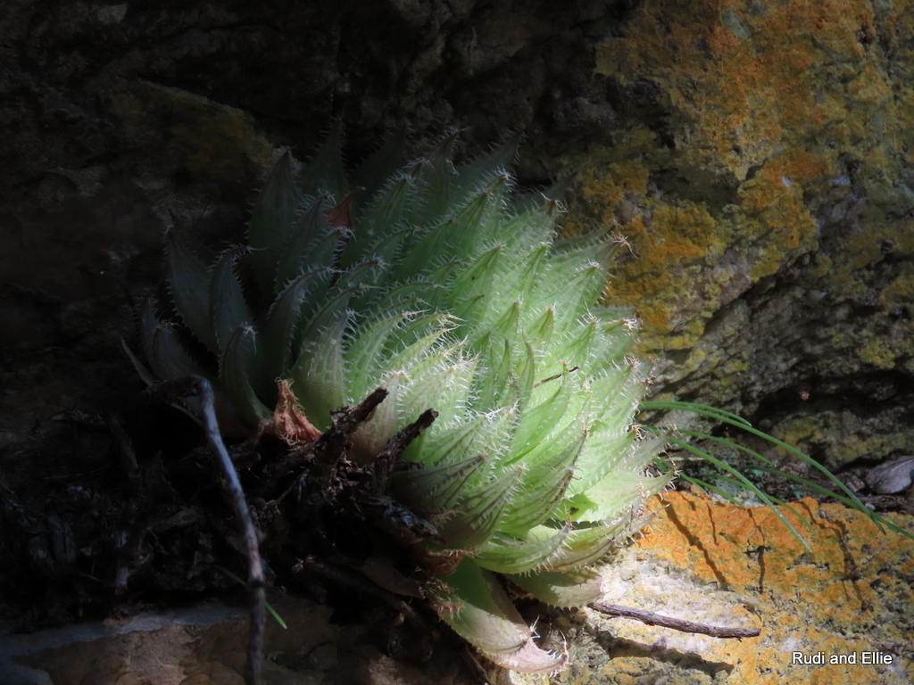 Imagem de Haworthia