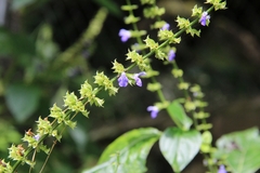Salvia longispicata